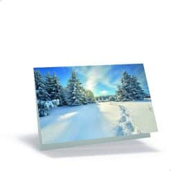 Christbaumwald